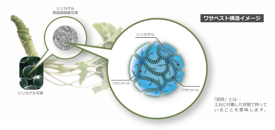 ワサベスト構造イメージ