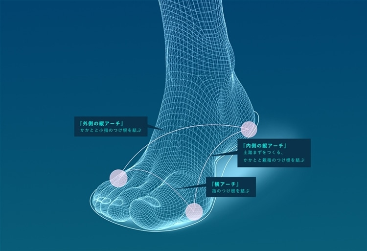 足の3つのアーチ（外側縦・内側縦・横）